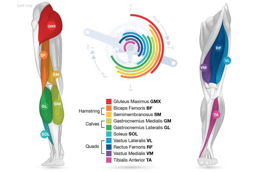 Graphic showing muscles used in hamstring, calves, and quads in the left leg during each rotation of the wheel while cycling.